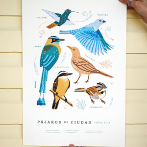 Pájaros de ciudad CR